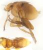 Psyllomyia sp.